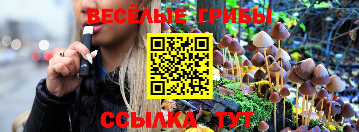 Галлюциногенные грибы Psilocybe Сызрань